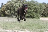 CANE CORSO 042